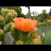 Opuntia Lindheimeri (fam Cactees) (Sud des USA) (05)